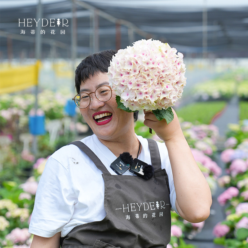 海蒂的花园旗舰店大花绣球无尽夏绣球花佳澄花手鞠有松花卉盆栽苗,淘宝优惠券,粉丝福利购,淘宝优惠卷