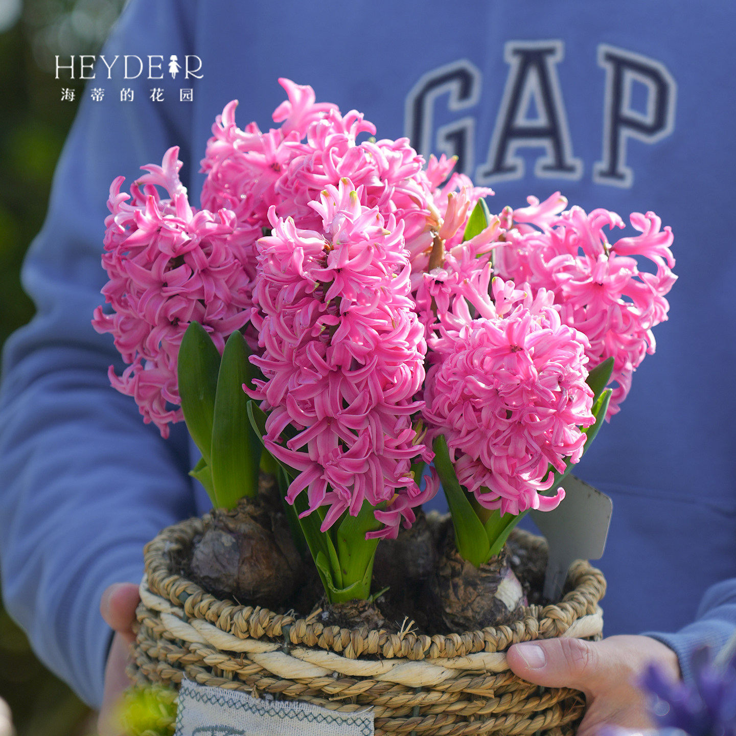 海蒂的花园旗舰店风信子种球球根阳台盆栽地栽水培花卉植物,淘宝优惠券,粉丝福利购,淘宝优惠卷