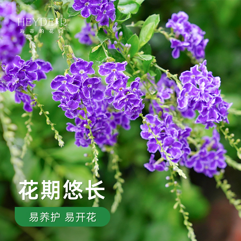 海蒂的花园 金露花紫色花常绿开花灌木庭院木本植物花卉盆栽苗,淘宝优惠券,粉丝福利购,淘宝优惠卷