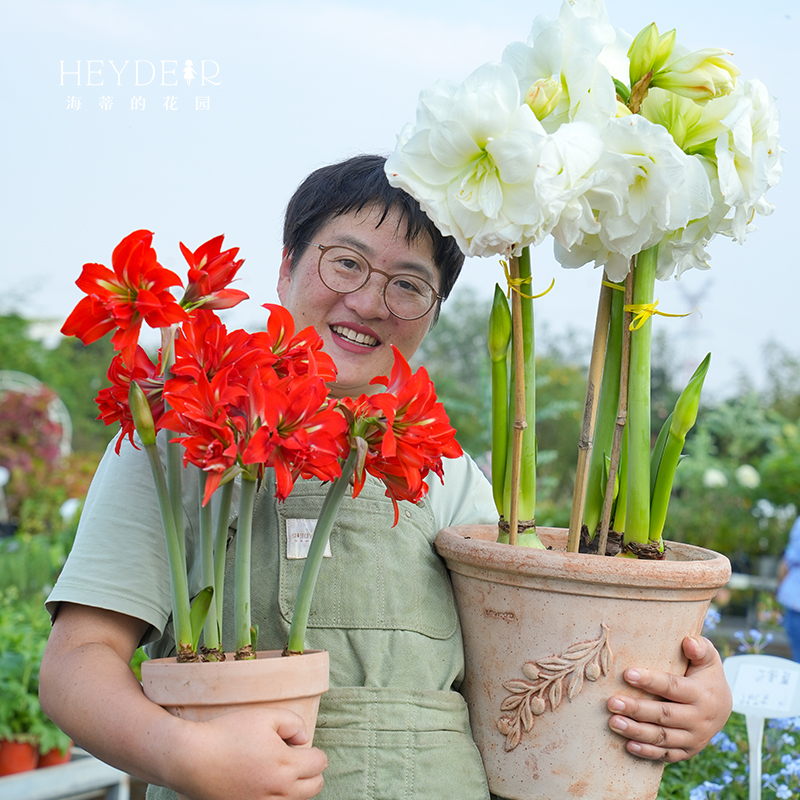 海蒂的花园旗舰店荷兰朱顶红进口重瓣种球阳台花卉盆栽球根-图1