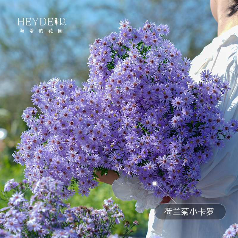 海蒂的花园旗舰店姬小菊玛格丽特菊花盆栽庭院开花植物花卉盆栽-图1