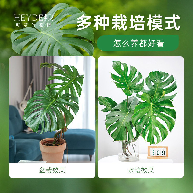 海蒂的花园旗舰店龟背竹客厅大盆栽办公室绿植室内盆栽龟背竹老桩,淘宝优惠券,粉丝福利购,淘宝优惠卷