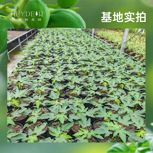 海蒂的花园旗舰店木瓜盆栽苗树苗南方种植庭院盆栽地栽果树果苗 - 图2