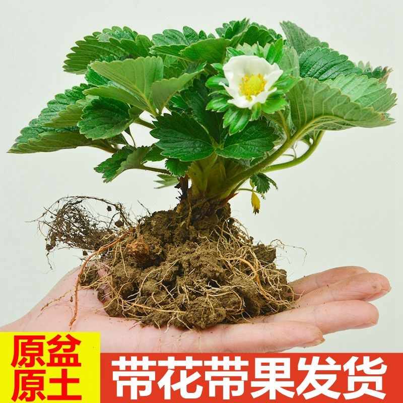 四季草种 新人首单立减十元 21年7月 淘宝海外 四季草种 新人首单立减十元 21年7月 淘宝海外
