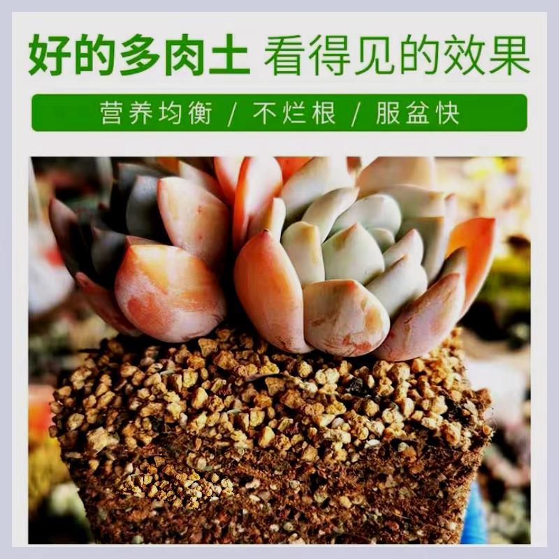 【匠程】多肉专用精品-软质颗粒土养根控型好土满10赠1-图1