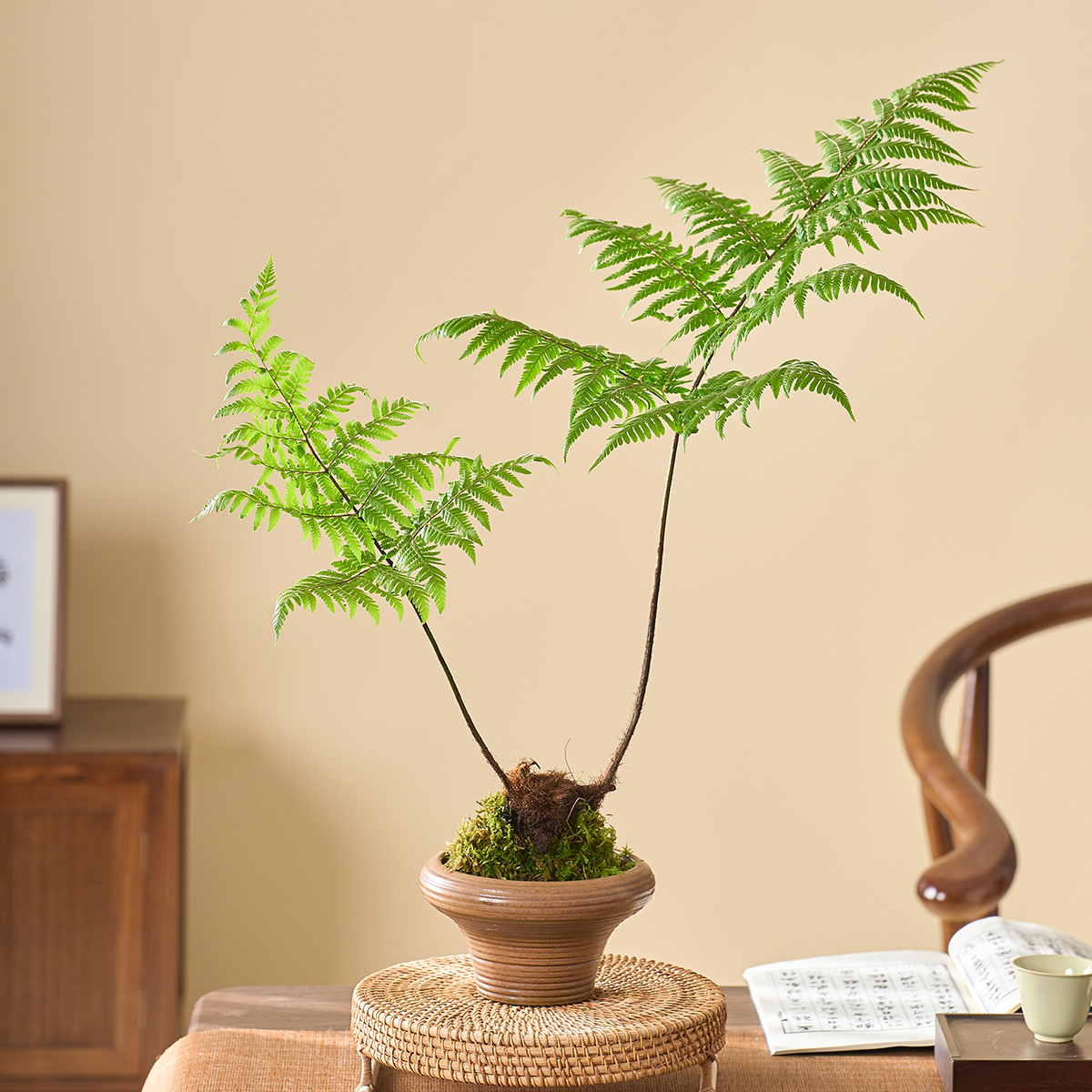 红磷蕨苔藓球绿植蕨类植物室内办公室书房茶几一叶蕨水培好养盆栽 - 图3