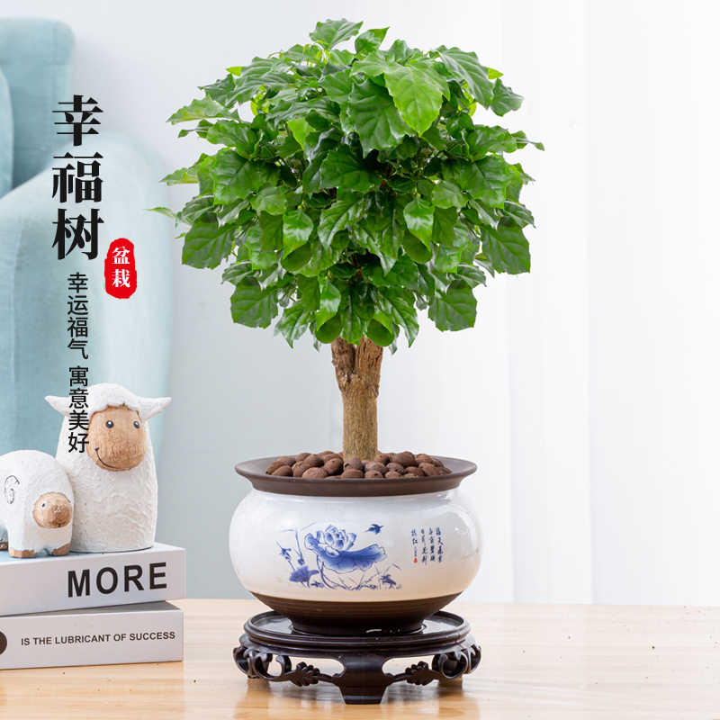 室内盆栽花盆 新人首单立减十元 22年7月 淘宝海外