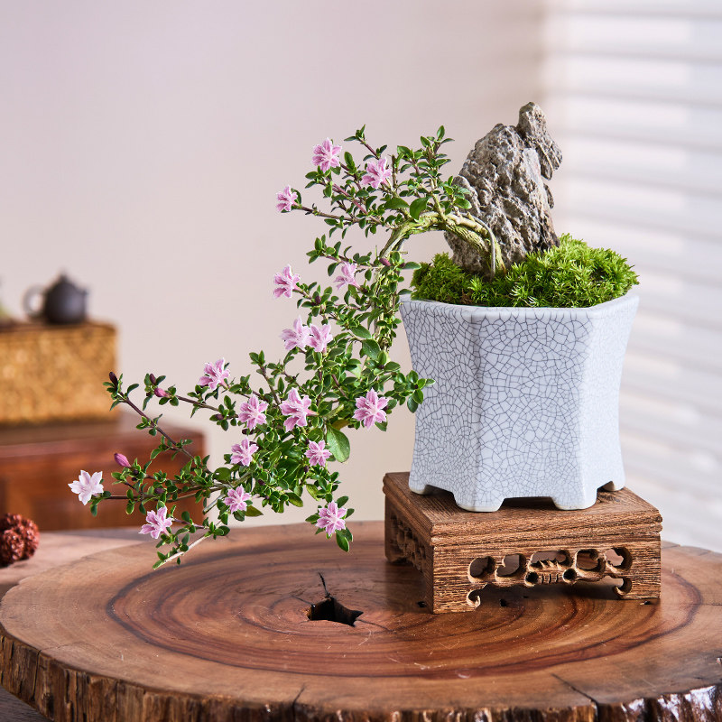 红花六月雪盆栽办公室内桌面阳台老桩绿植花卉禅意盆景四季好养,淘宝优惠券,粉丝福利购,淘宝优惠卷