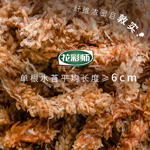 花彩师进口智利水苔7A级毛毛虫石斛文心兰绿植栽培干水苔爬宠垫材 - 图1