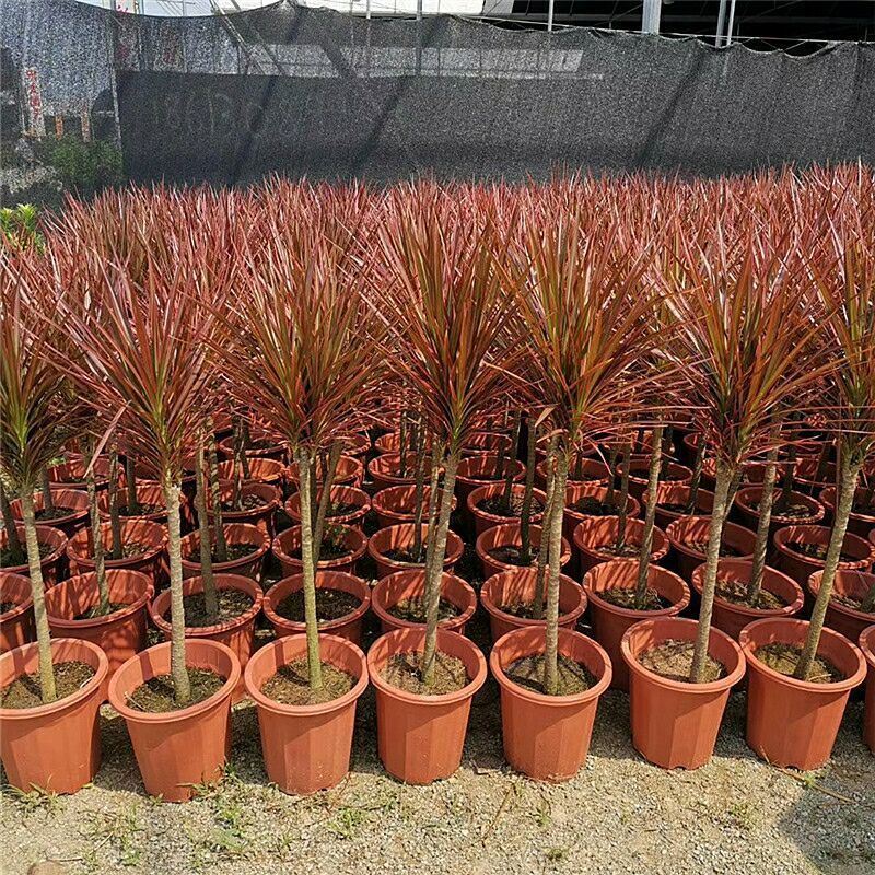 七彩铁千年木花卉盆栽三色龙血树龙须树吸除甲醛净化空气绿植物
