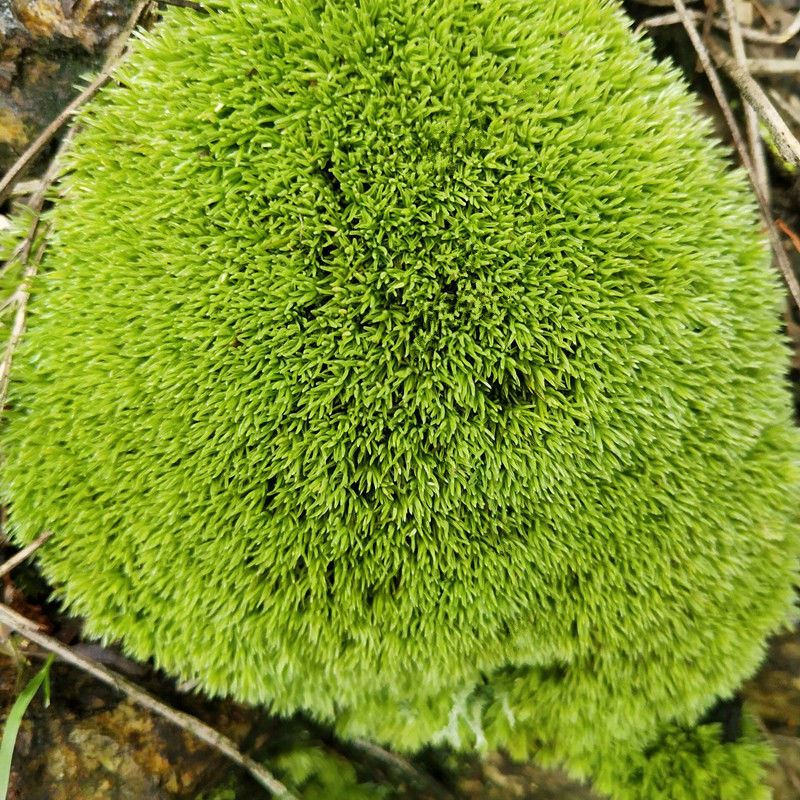 白发藓铺面新鲜苔藓植物微景观鲜活青苔盆景假山装饰朵朵藓 - 图0