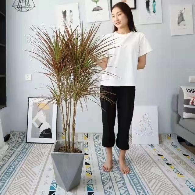 七彩铁五彩千年木盆栽三色龙血树室内净化空气办公桌面小绿植