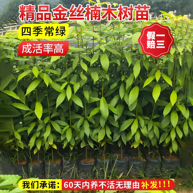 金丝楠木树苗正宗小叶桢楠珍稀名贵苗木庭院别墅地栽盆栽绿化大树 - 图1