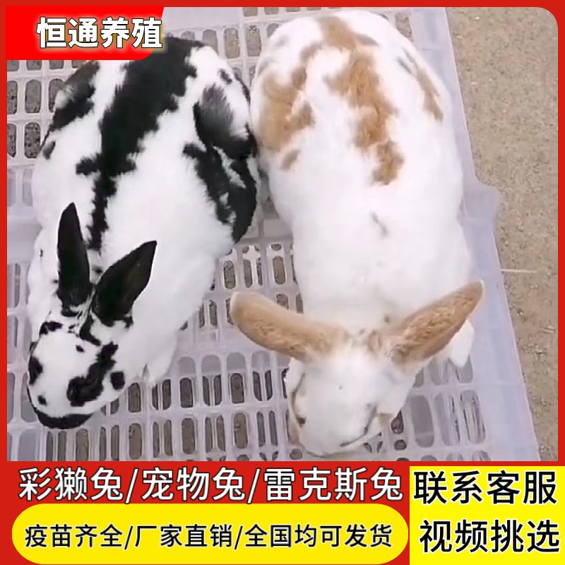 兔子活物彩獭兔大型肉兔花巨种兔怀孕母兔青紫蓝兔宠物兔养殖-图1