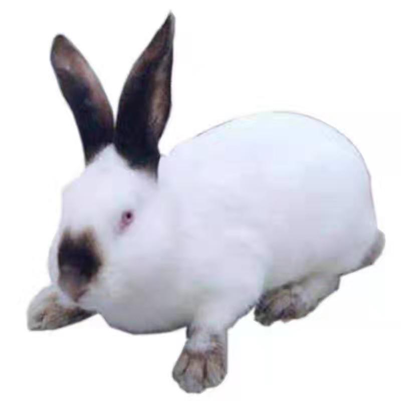 伊拉兔活体八点黑兔子活物种兔伊拉兔幼兔一对大型肉兔八点黑兔子 - 图3
