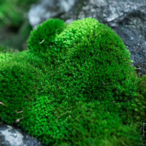 鲜活苔藓微景观植物盆景盆栽水陆缸假山草造景材料白发藓短绒青苔-图1