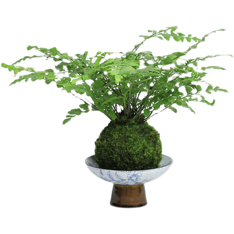 吉姆蕨苔玉球水培蕨类植物净化空气好养绿植室内吸甲醛办公桌苔藓 - 图3