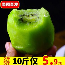 (Ultra Low Price) Shaanxi Green Hearts Chic Exotic Fruits Should Season Fresh Fruit Whole Boxes Kiwifruits 3 Catties 5 Catty 10 Kilos