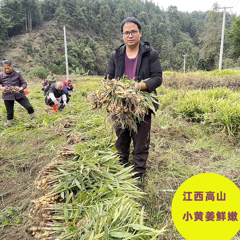 江西生姜小黄姜土姜嫩姜老姜沙姜月子姜种子生姜种植苗种苗砂姜 - 图1