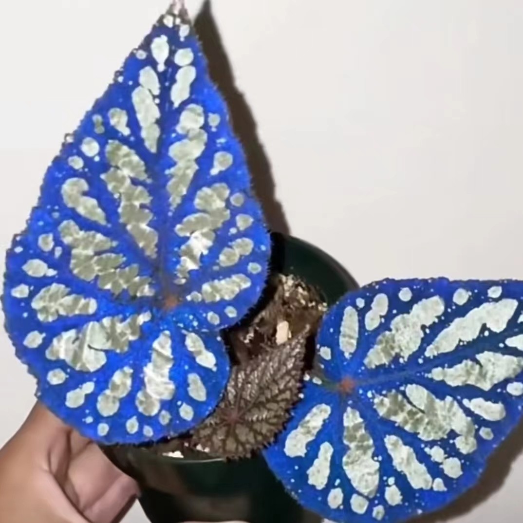 原生秋海棠合集 王先森的花园 室内花卉花盆绿植盆栽,淘宝优惠券,粉丝福利购,淘宝优惠卷