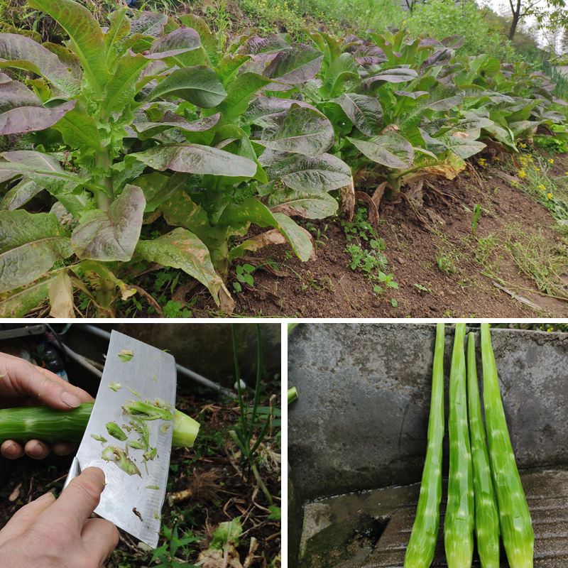 莴笋干自制农家干货菜类蔬菜干 脱水无油莴苣干下饭菜土特产级1斤 - 图1