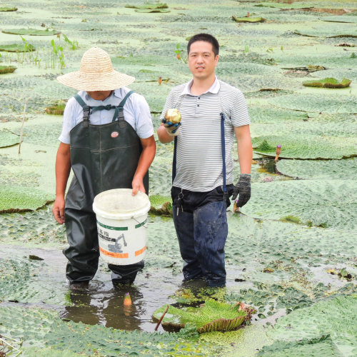 【大颗粒】2023年新货苏州白芡实鸡头米苏芡干货500g包邮苏州发货-图1