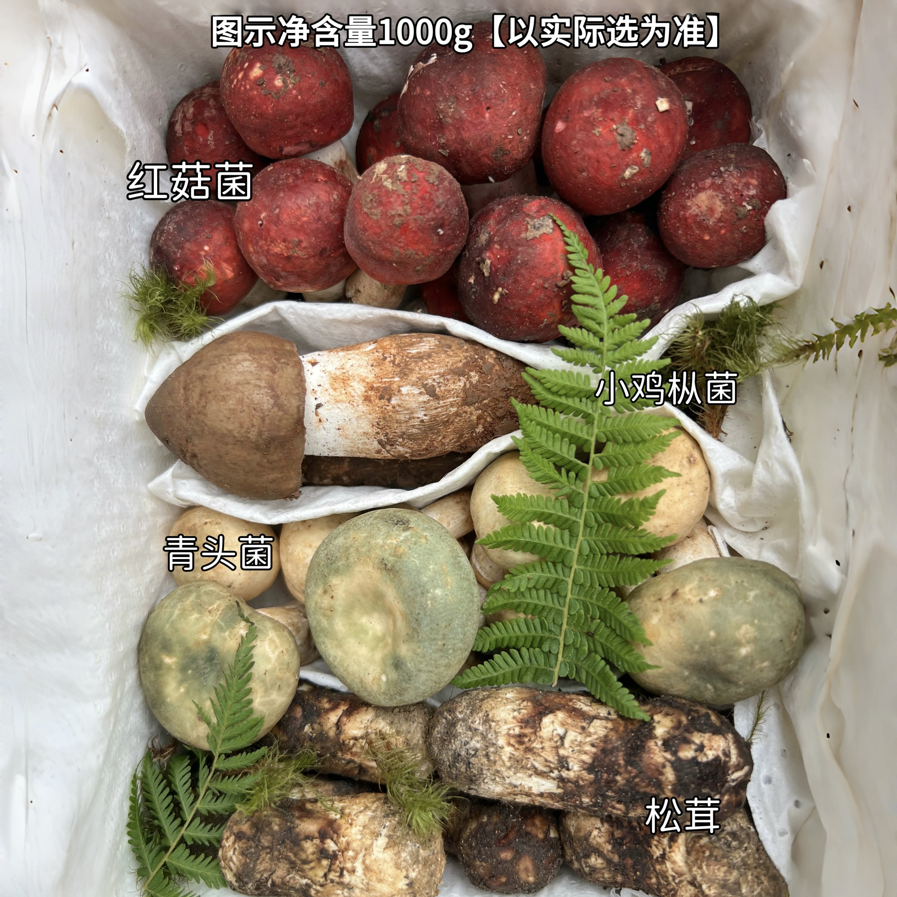 彩云之珍·云南野生菌子组合 松茸鸡枞菌红菇牛肝菌 菌菇蘑菇食材 - 图0