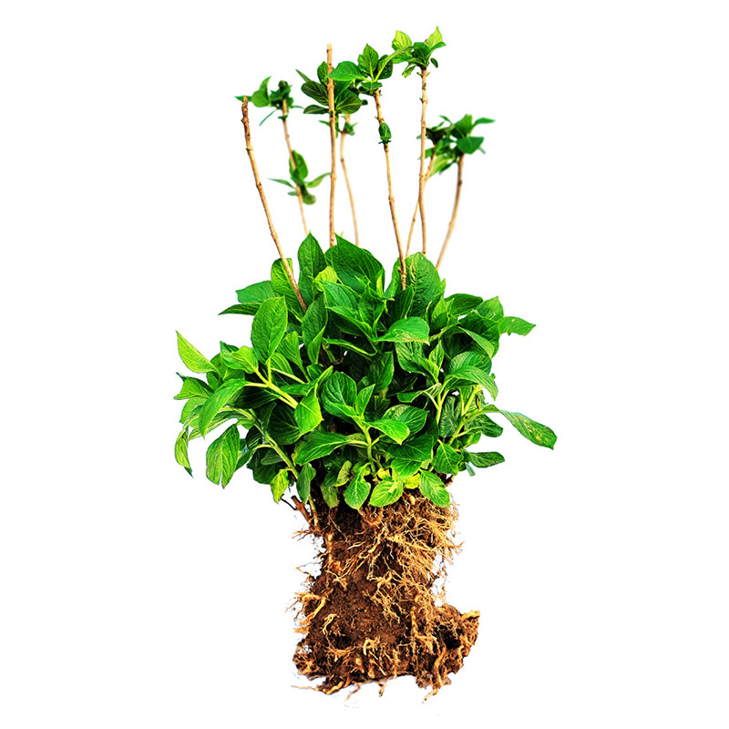 无尽夏绣球花盆栽大苗18年老桩花卉植物室内庭院大花绣球买三送一,淘宝优惠券,粉丝福利购,淘宝优惠卷