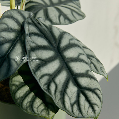 白犀牛海芋盆栽稀有热带真植物室内绿植客厅桌面阳台小盆景高质感 - 图0