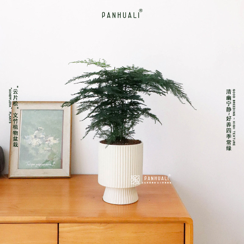 文竹植物盆栽室内办公室小摆件房间桌面绿植好养客厅小盆景 好养