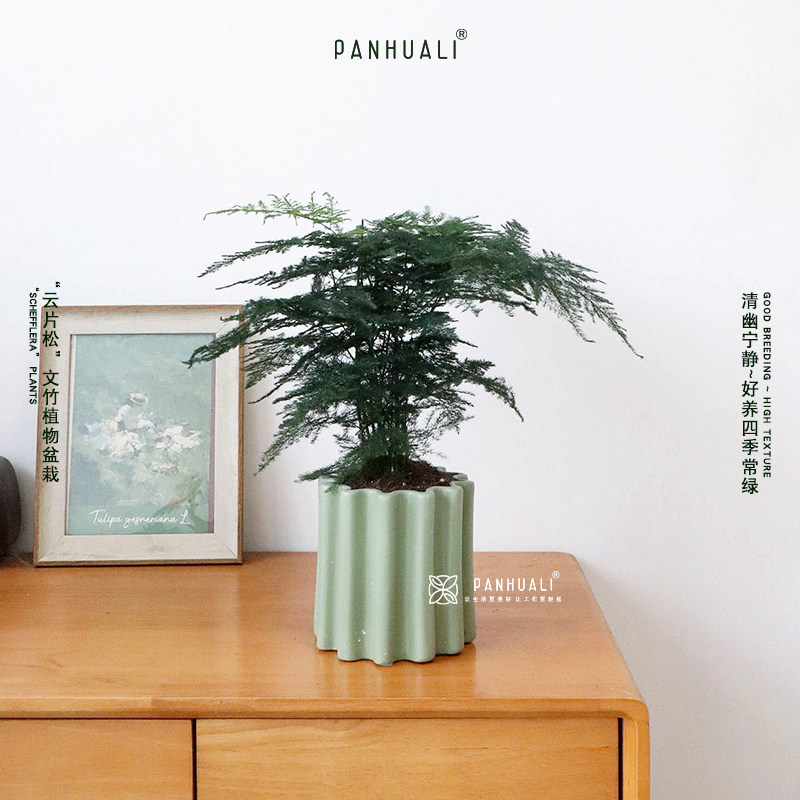 文竹植物盆栽室内办公室小摆件房间桌面绿植好养客厅小盆景 好养