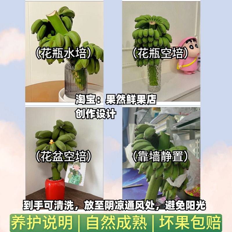 整串水培香蕉禁止蕉绿办公室拒绝焦虑桌面芭蕉静止蕉绿可食用香蕉 - 图0