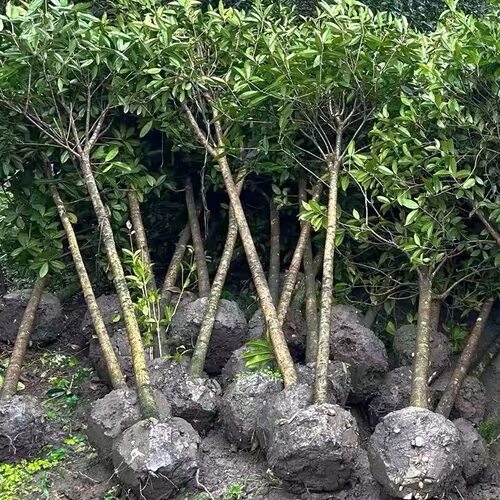 桂花树苗大树四季桂南北方种植室外庭院地栽金桂丹桂浓香花卉植物 - 图3