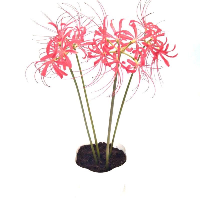 彼岸花种球四季开花卉植物室内 彼岸花种球四季开花卉植物室内花石蒜曼珠沙 梦福缘旗舰店 淘优券