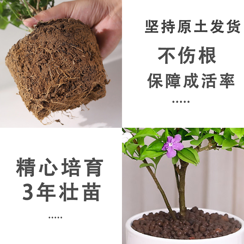 双色茉莉花盆栽非洲鸳鸯茉莉花苗树浓香四季开花虎头茉莉绿植好养-图1