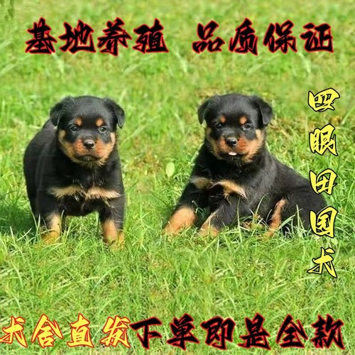 中华田园犬活体幼犬看家犬四眼铁包金犬纯黑田园犬活体小土狗