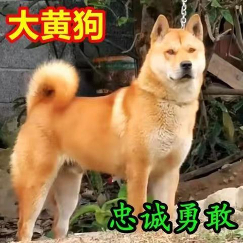 大黄狗农村看家狗中华田园犬土狗大型土狗混血犬狗狗黄狗活体幼犬