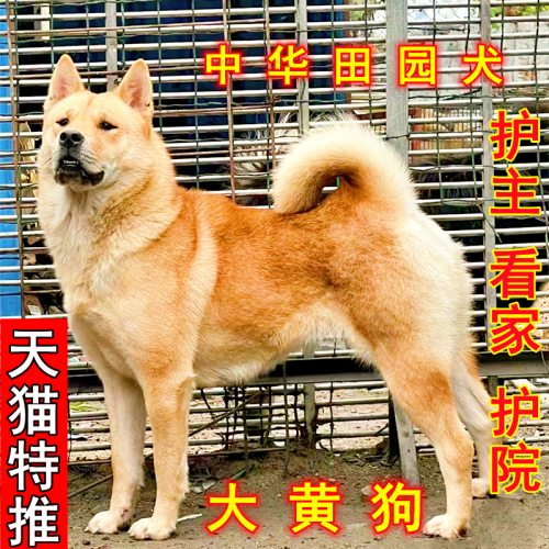 大黄狗农村看家狗中华田园犬土狗大型土狗混血犬狗狗黄狗活体幼犬