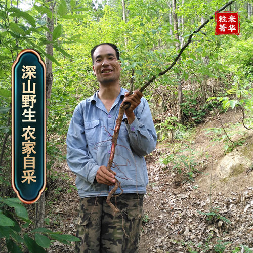 丹参酸枣根 秦岭野生丹参酸枣根茶养心安神茶新货纯正无硫 - 图3