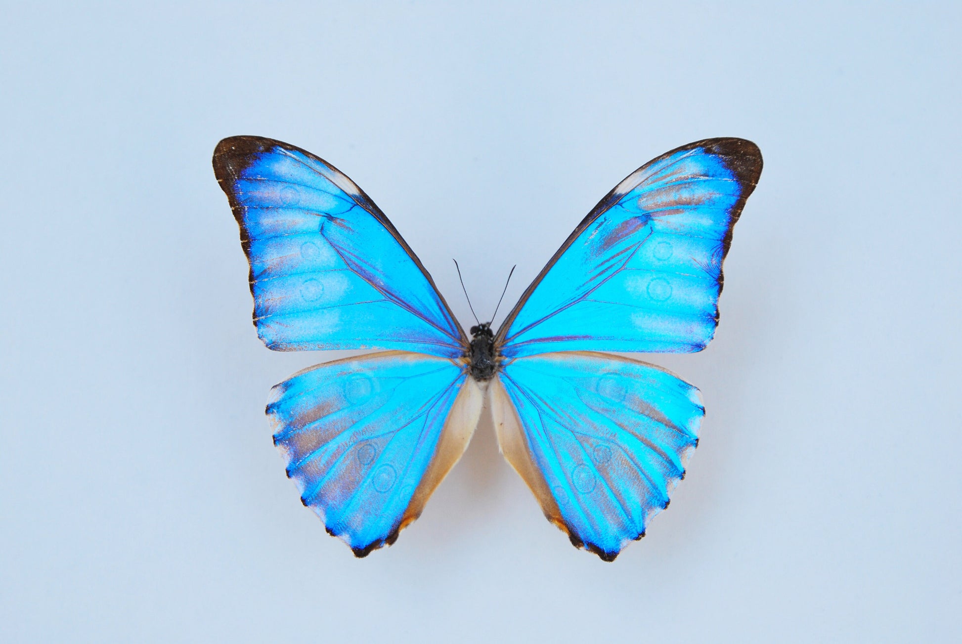 现货 | Morpho aurora 极光闪蝶黎明闪蝶原蝶未展翅标本现货 - 图3