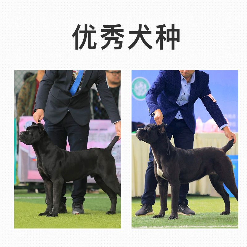 纯种卡斯罗看家护卫犬大型犬猛犬双血统卡斯罗意大利犬卡斯罗幼犬 - 图0