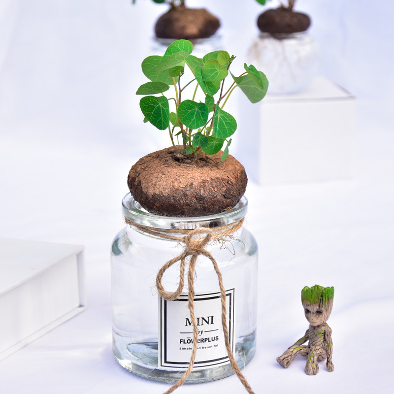 水培绿植山乌龟红藤圆叶金不换盆栽室内办公室防辐射净化空气花卉,淘宝优惠券,粉丝福利购,淘宝优惠卷