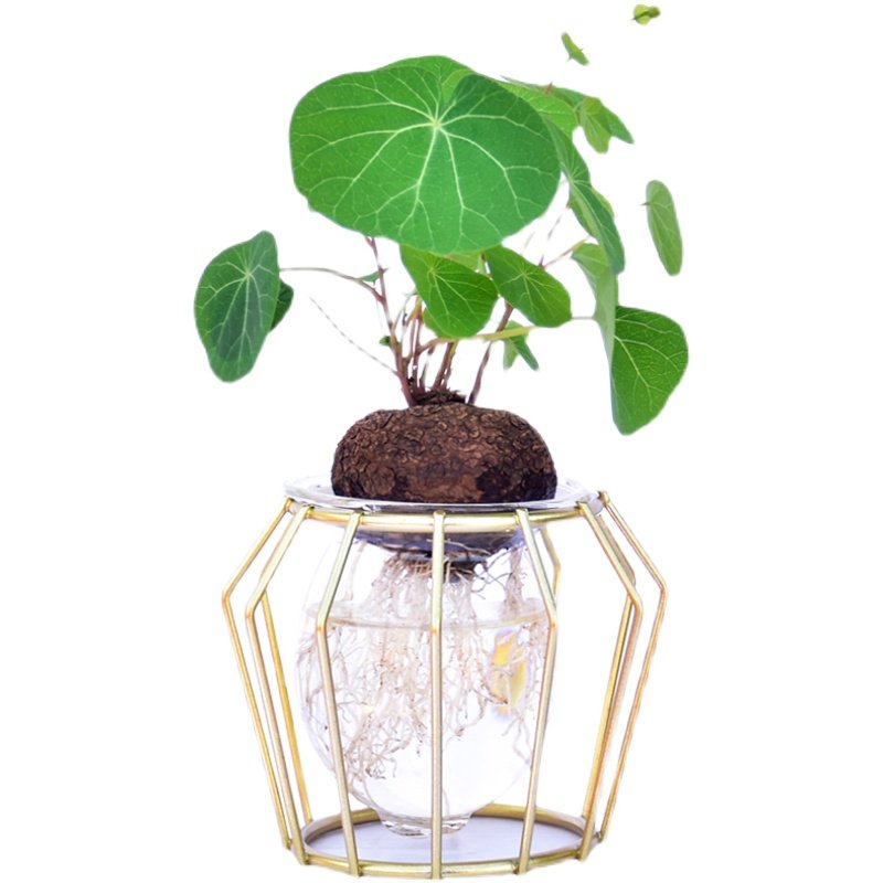 水培绿植山乌龟红藤圆叶金不换盆栽室内办公室防辐射净化空气花卉,淘宝优惠券,粉丝福利购,淘宝优惠卷