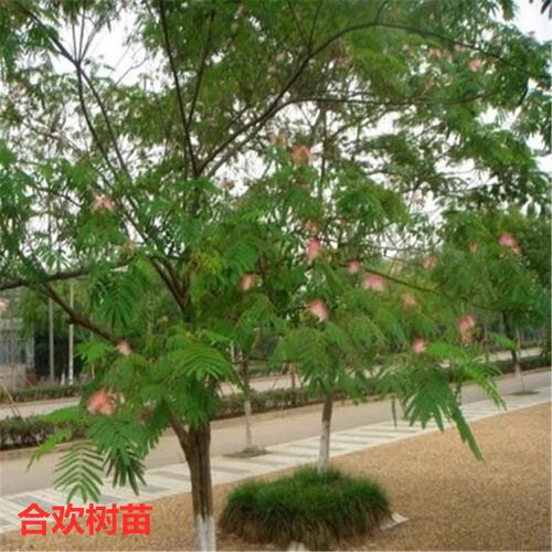 合欢树苗合欢苗绒花树苗芙蓉花树苗庭院盆栽合欢花苗绿化工程树苗 - 图2