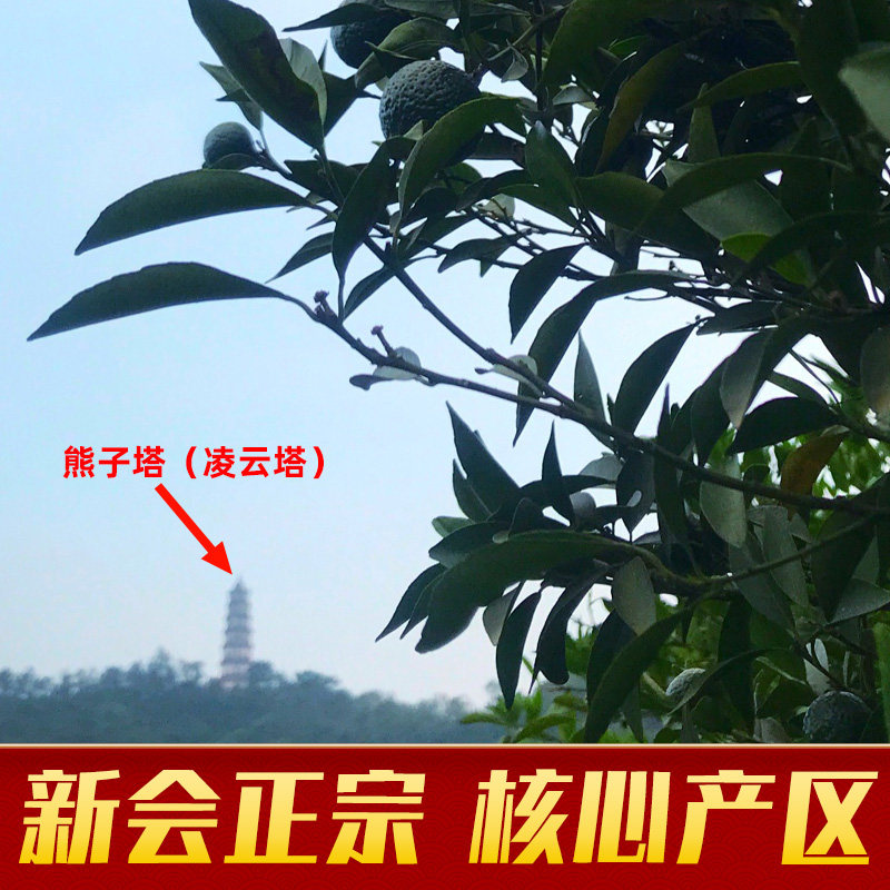 正宗新会特产小青柑普洱茶天马陈皮柑橘熟茶柑普小青桔茶叶试喝装,淘宝优惠券,粉丝福利购,淘宝优惠卷