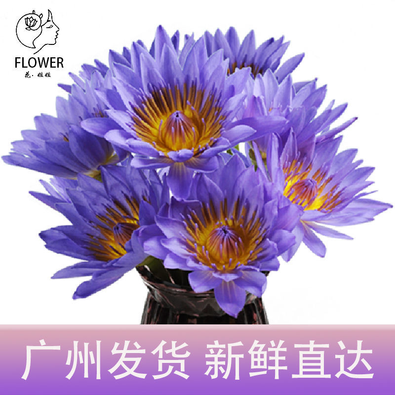 睡莲鲜花广州供佛莲花插花家用水养花切花束鲜花 7月