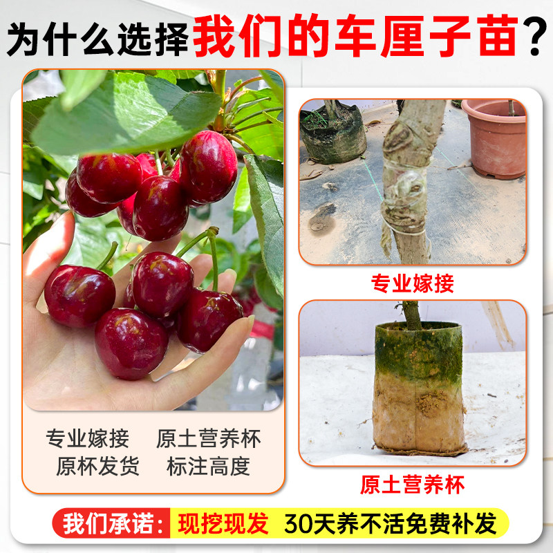 车厘子苗嫁接樱桃树苗南北方种植盆栽地栽果树矮化樱桃树大樱桃苗,淘宝优惠券,粉丝福利购,淘宝优惠卷