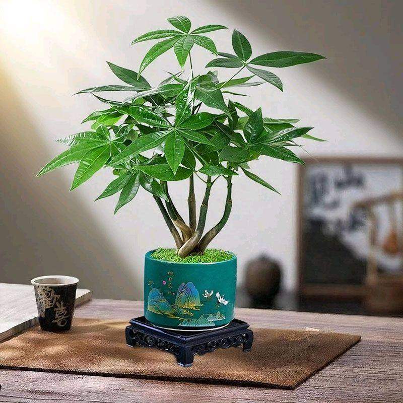 五福临门发财树盆栽创意五辫子造型盆景桌面创意绿植趣味四季常绿,淘宝优惠券,粉丝福利购,淘宝优惠卷