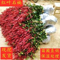 Red Leaf Stone Nanmiao Red Flowers Stepwood Slim Hedge Miao Green Color Block Tree Engineering Red Miao Wood Sapling Slim Fry