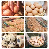 Ecnasion, курица, яичная трубка куриная утка, утка, голубь, перепела мягкая раковина яйцо тонкая консервированная яичная трубка Shujia Feed Additive